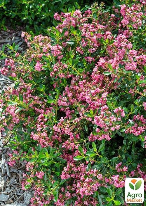 Эскаллония "Apple Blossom" - фото 2