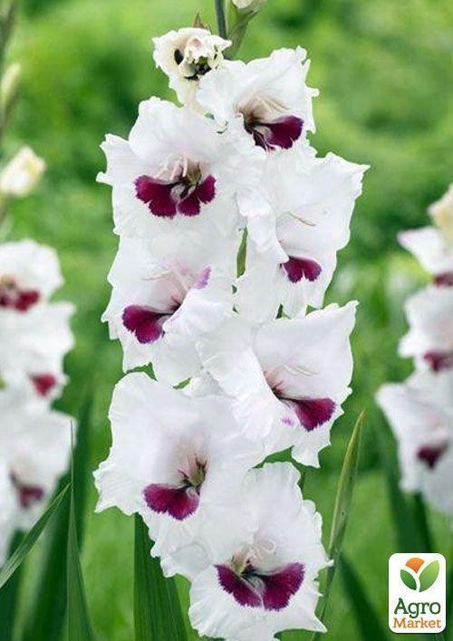 Гладіолус "Fiorentina" 3шт
