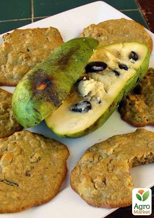 Азимина трилоба "Банановое дерево" (перекрестное опыление, возраст саженца 2 года, садить по 2 шт) - фото 4