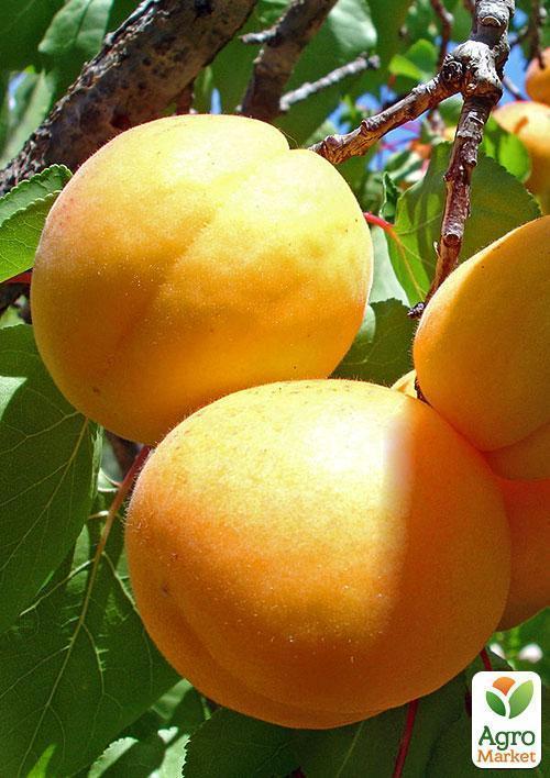 Абрикос "Любимый" (поздний срок созрвания) - фото 6