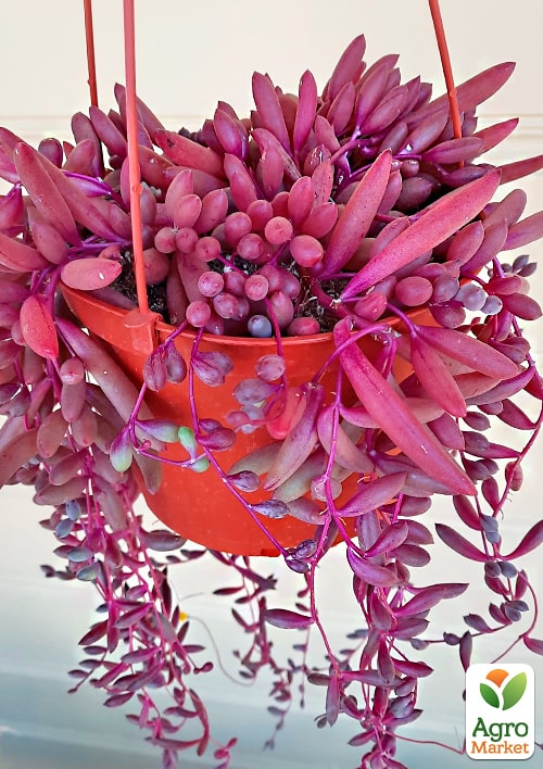 Оттона "Рубиновое ожерелье"  - фото 3