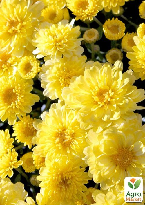 Хризантема мультифлора куляста "Staviski Yellow"