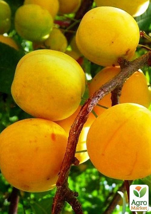 Слива "Джефферсон"