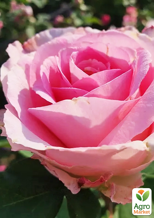 Роза в контейнере чайно-гибридная "Beverly" (саженец класса АА+) - фото 3