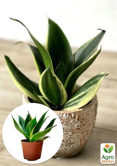 LMTD Сансевієрія "Jade Pagoda" висота рослини 15-25см