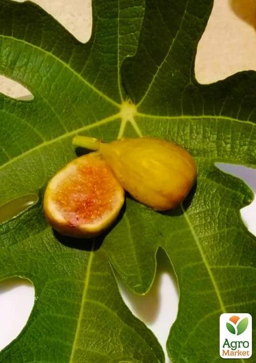 Эксклюзив! Инжир темно-оливковый "Рандино" (Randino) (премиальный, двухурожайный, ранний)