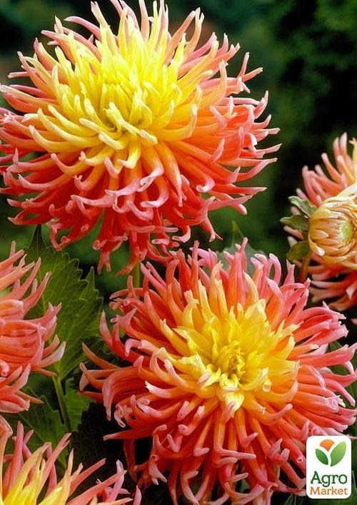 Георгина "Alfred Grille"