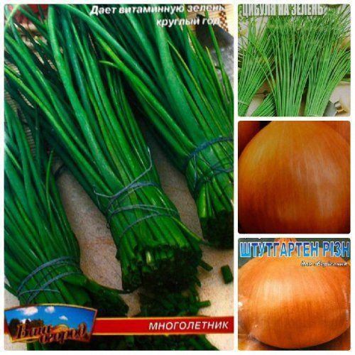 Комплект семян лука "Слеза счастья" 5уп 