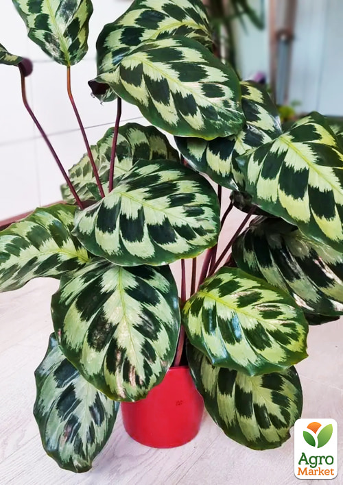 Калатея "Helen Kennedy" висота 35-45см