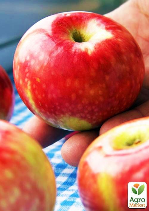 Яблоня "Хоней Крисп" (зимний сорт, поздний срок созревания) - фото 6