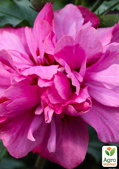 Гібіскус деревовидний махровий "Магія планети" (Magic of the planet)