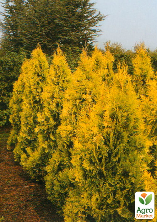 Туя західна "Holmstrup yellow" (горщик P9, 12-15см) - фото 2