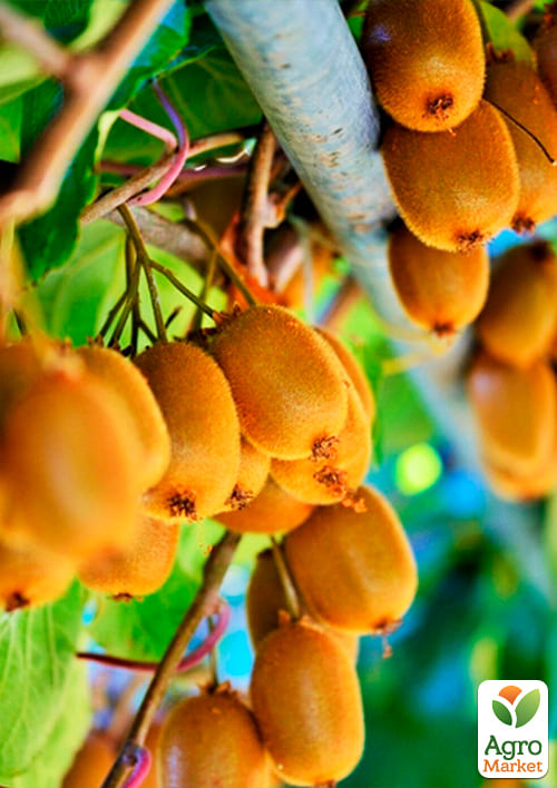 Киви "Хейворд" (самый известный и распространенный в мире сорт) - фото 4