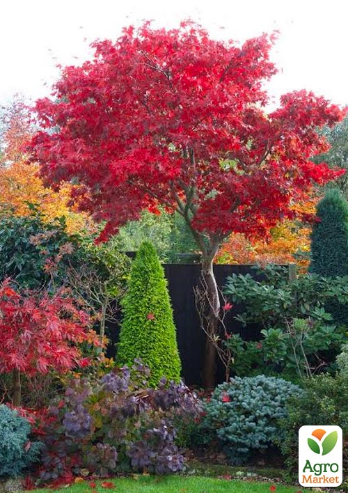 Клен приречный "Гиннала" (Acer tataricum s. ginnala) вазон Р9