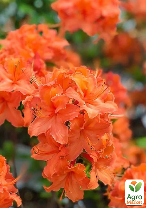 Азалия 2-х летняя "Mandarin Lights" С1 высота 25-50см - фото 4