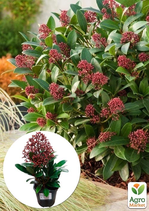 LMTD Скіммія японська "Rubella" висота рослини 20-30см