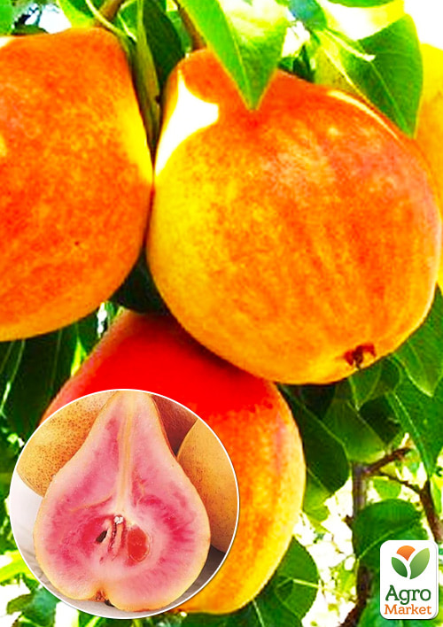 Груша красномясая "Блютберн"  (премиальный, ранний сорт)