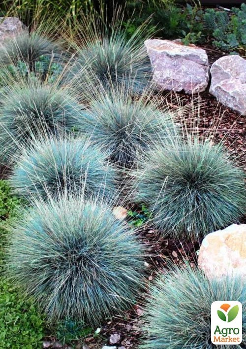 Овсяница аметистовая (Festuca amethystina) - фото 2