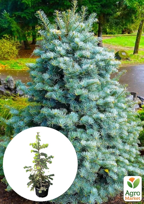 Пихта одноцветная "Violacea" (ком/сетка) высота 140-150 см