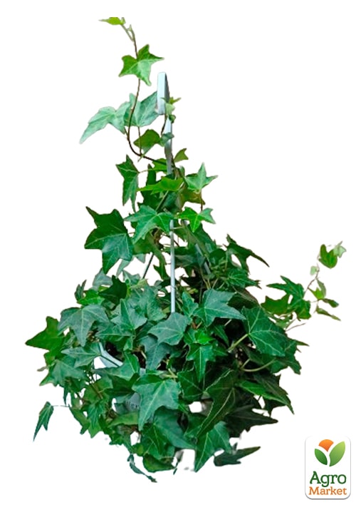 Плющ кімнатний "Shamrock" (підвісний вазон) - фото 6