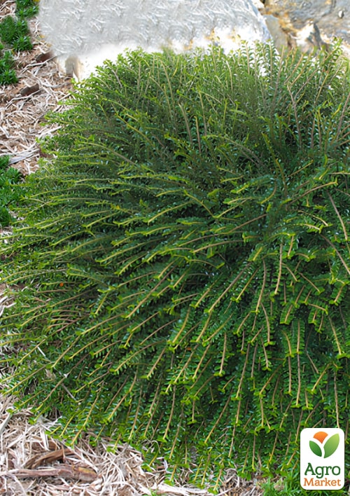 Кизильник горизонтальный крохотный "Perpusillus", С2