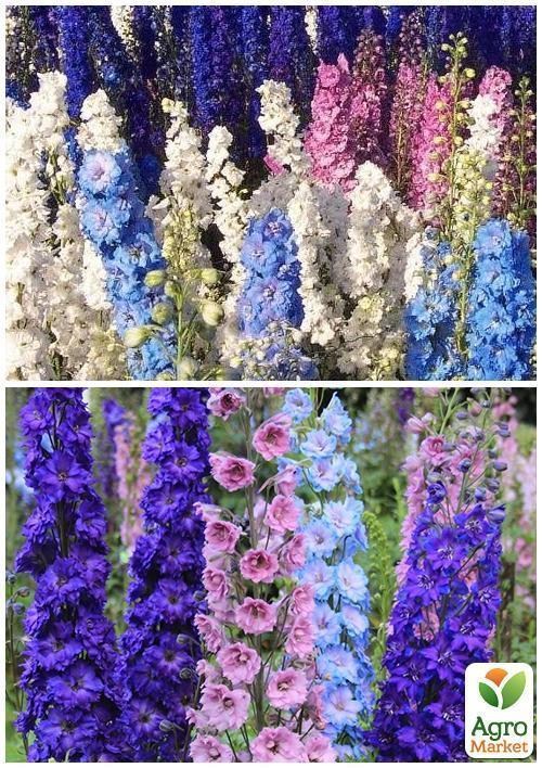 На вагу Дельфініум "Аякса" ТМ "Весна" ціна за 2г - фото 4