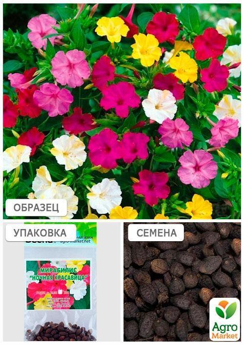 Мірабіліс "Нічна красуня" (Зипер) ТМ "Весна" 1.5г - фото 2