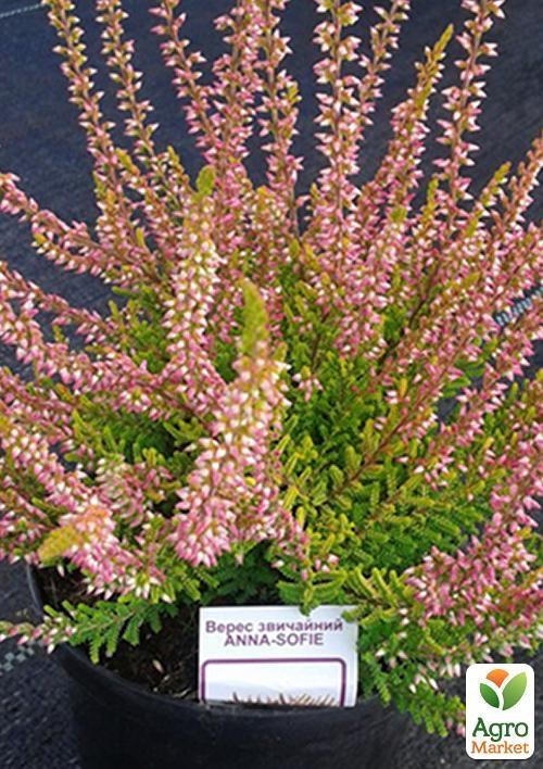 Верес звичайний "Anna-Sofie"