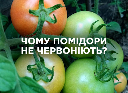 Помидоры не краснеют: причины и как решить проблему