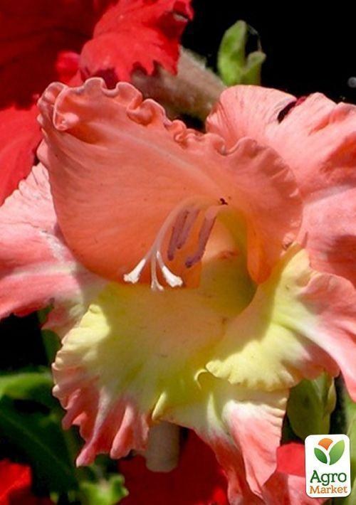 Гладиолус "Вестерн мисс"