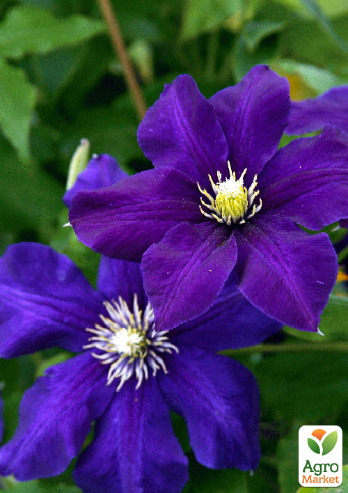 Клематис оксамитовий "Rasputin" (Распутін)