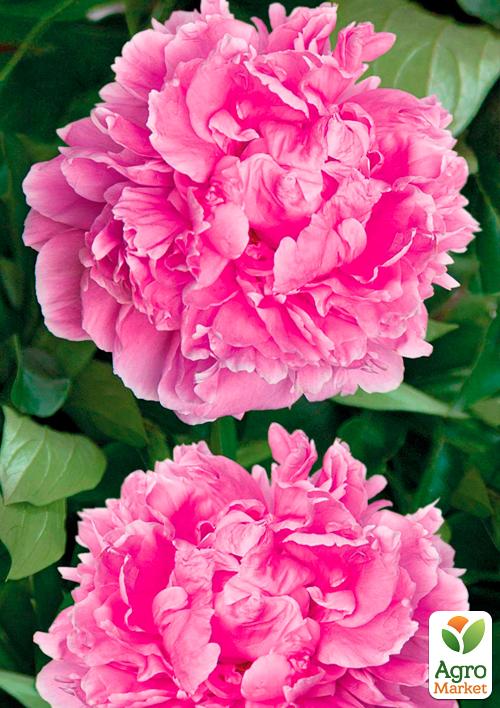 Півонія трав'яниста "Barbara" 1шт в упаковці