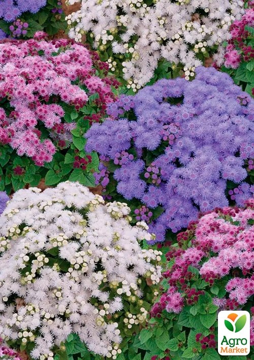 Агератум "Сокровища Ацтеков" ТМ "Vesna Exclusive" 0,2 г