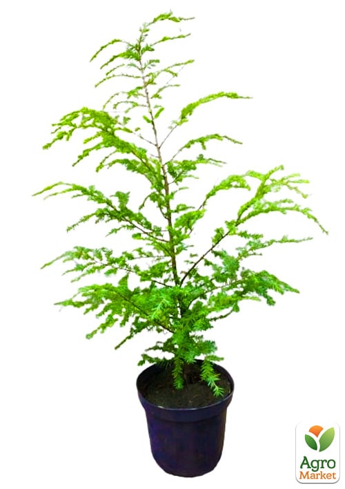 Тсуга "Канадська" C2, висота 30-40см - фото 2