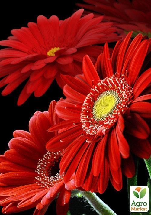 Гербера "Classic Red" (Нидерланды)