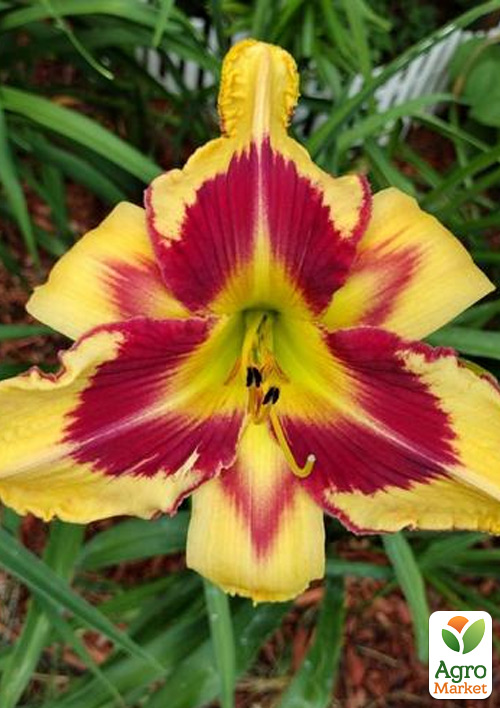 Лилейник "Bonanza" 1шт в упаковке