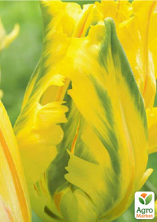 Тюльпан "Eagle Wings"  - фото 6