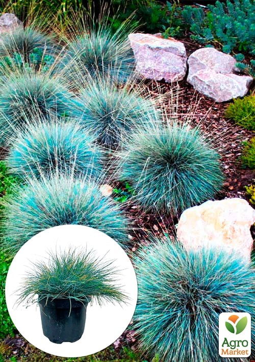 Овсяница сизая "Azurit" вазон С2, высота 15-30см