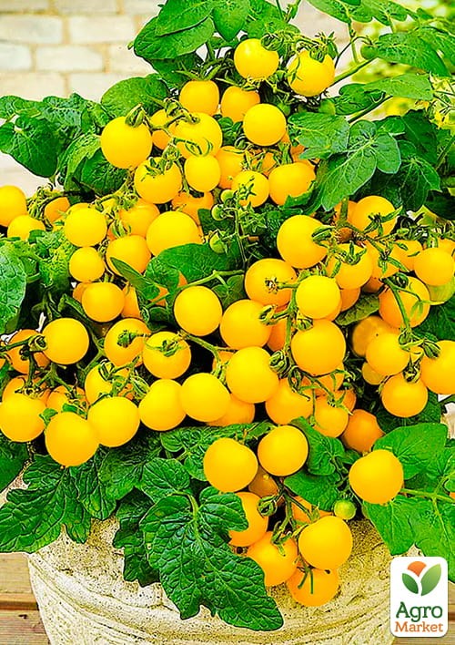 На вагу Томат "Ацтек" ТМ "Весна" ціна за 1г - фото 2