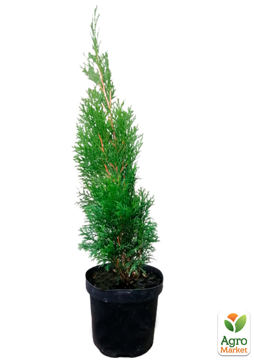 Туя западная "Smaragd" (Thuja occidentalis Smaragd) С2, высота 30-40 см - фото 2