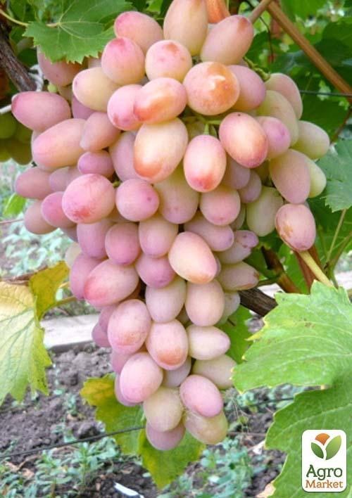 Виноград "Шамаханская царица"