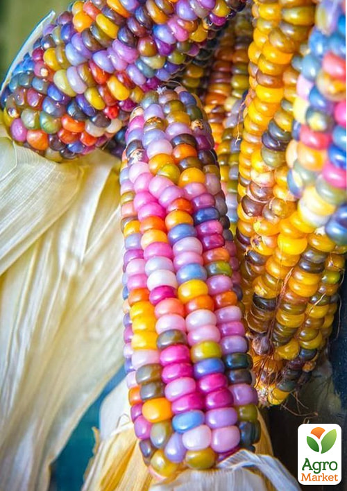 Кукуруза "Стеклянная" ТМ "Vesna Select" 10шт - фото 3