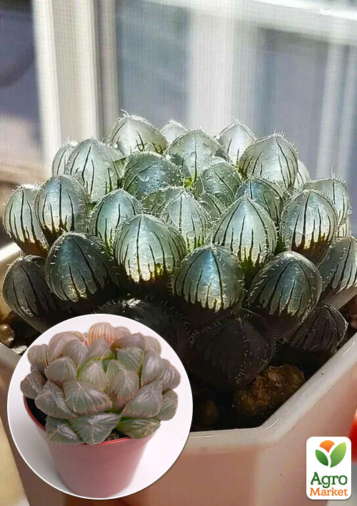 LMTD Хавортия "Cooperi" высота растения 10см