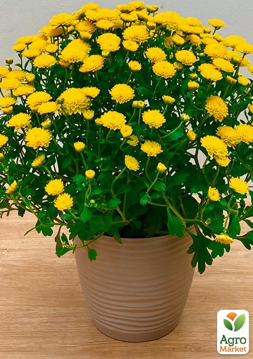 Хризантема мультифлора куляста "Nina Jaune" - фото 2