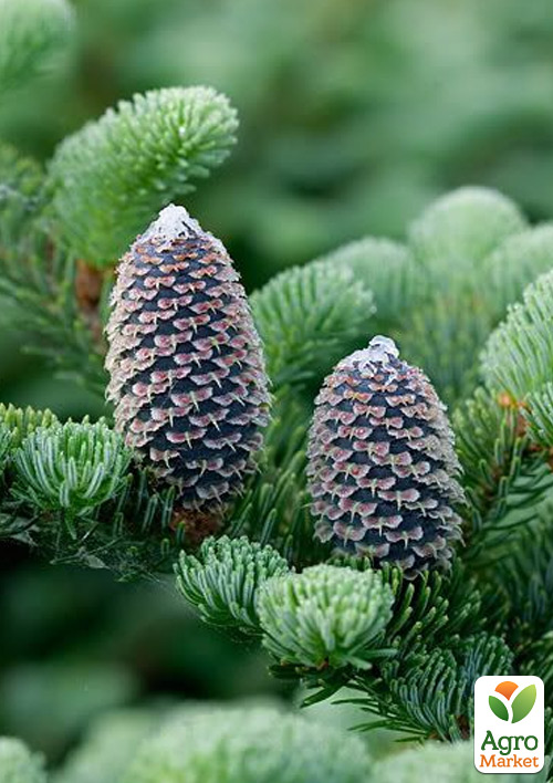 Ялиця Фразера (Abies Fraseri) горщик P9
