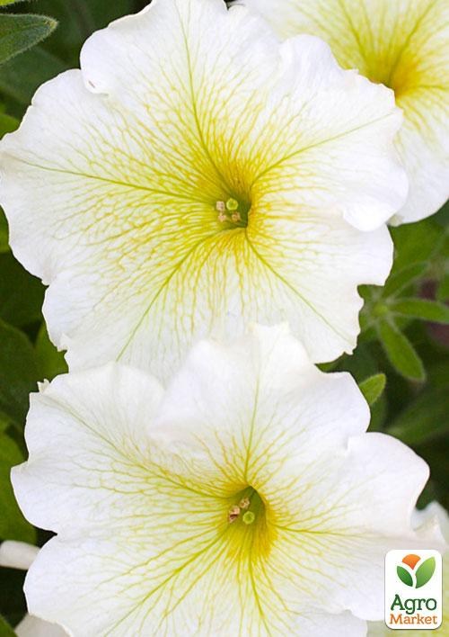 Сурфиния "Vanilla" (контейнер № 10, высота 10-15 см)