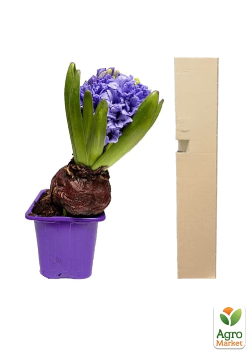 Гіацинт "General Koehler" (Нідерланди) - фото 4