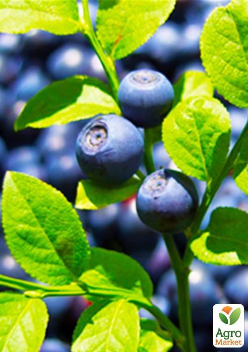 Чорниця лісова