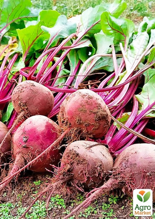Свекла "Гопак" (Большой пакет) ТМ "Весна" 6г - фото 2
