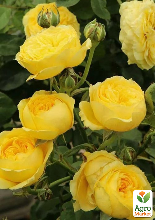 Троянда штамбова "Каталіна" (Katalina) (саджанець класу АА+) - фото 2